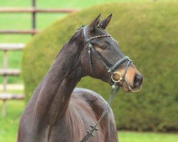 dressage horse Königsberg 13 (Trakehner, 2013, from Kasimir TSF)