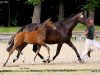 dressage horse David Bowie 4 (Rhinelander, 2013, from Don Juan de Hus)