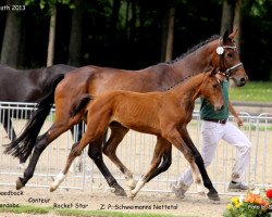 dressage horse Flambeaux 7 (Rhinelander, 2013, from Feedback 16)