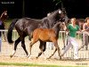 dressage horse Cecs (Rhinelander, 2013, from Contini)