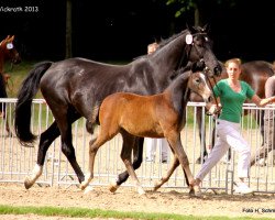 dressage horse Cecs (Rhinelander, 2013, from Contini)