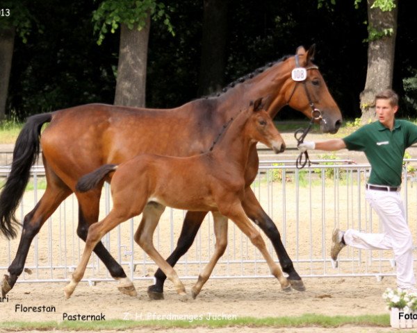 dressage horse Empire P (Rhinelander, 2013, from Enzo Ferrari)