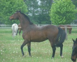 horse Let's do it 8 (Oldenburg, 2003, from Lapis Lazuli)