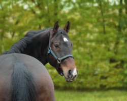 dressage horse Forte ma non Troppo (Bavarian, 2003, from Florestano)