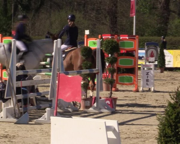 Reitturnier Münster-Handorf | Champs of Tomorrow 2022