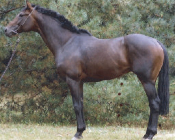 stallion Szamuraj xx (Thoroughbred, 2004, from Bin Shaddad xx)