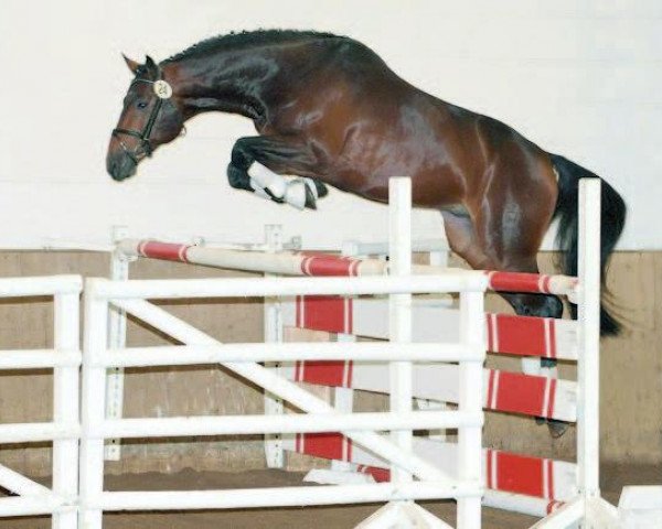 stallion Colonel Cousteau (Holsteiner, 2004, from Carnando)