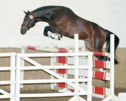 Springpferd Colonel Cousteau (Holsteiner, 2004, von Carnando)