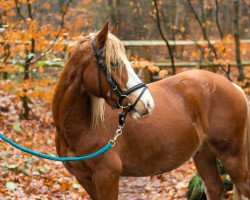 Pferd Hywi Triumph (Welsh-Cob (Sek. C), 2012, von Hywi Tango)