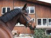 Springpferd Crazy Lou H (Westfale, 2007, von Christiano)