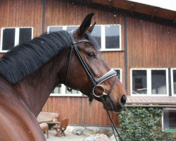 Springpferd Crazy Lou H (Westfale, 2007, von Christiano)