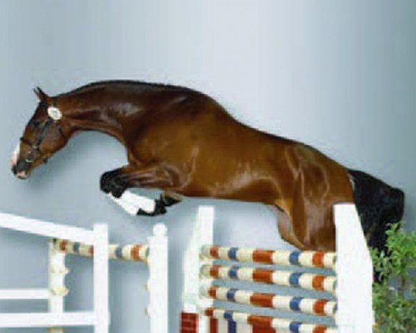 stallion Cürten (Oldenburg, 1999, from Carnando)