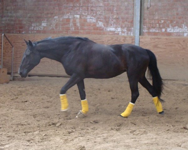 Springpferd Chablis (Westfale, 2004, von Chico's Boy)