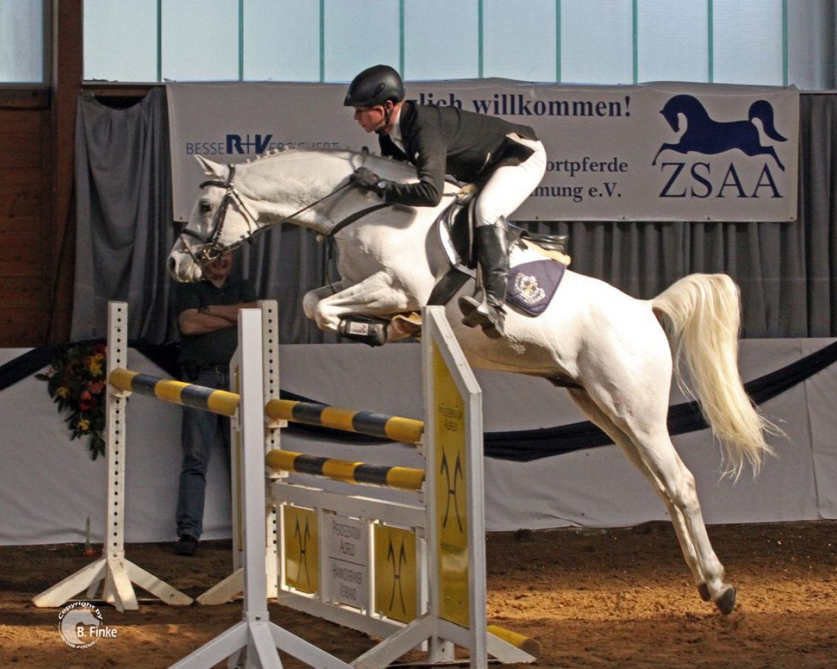 stallion Al Ashar Ox (Arabian purebred, 2005, from Ashur ox)