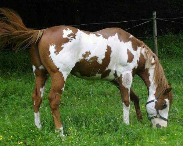 stallion Classic War Bucks (Paint Horse, 1986, from Classic Teddy)