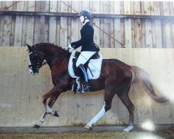 dressage horse Donni Darco (German Riding Pony, 2009, from Dance Star AT)