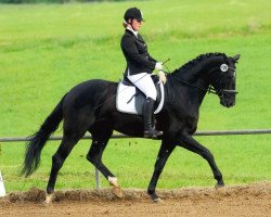 dressage horse Doni (Rhinelander, 2008, from Don Frederico)