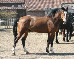 dressage horse Paparazzo W (Rhinelander, 2010, from Peking)