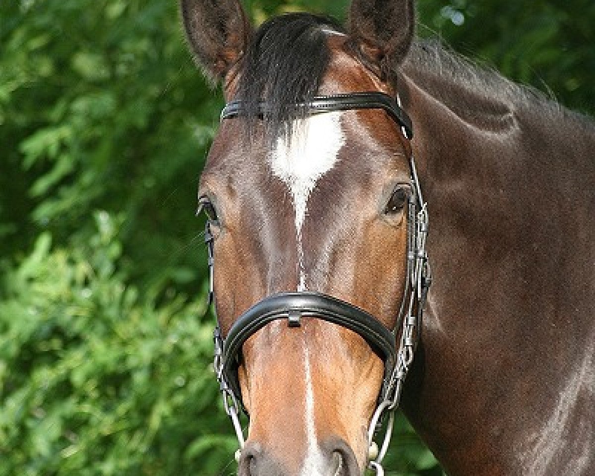 Dressurpferd Konstantin 28 (Trakehner, 2002, von Lehndorff's)
