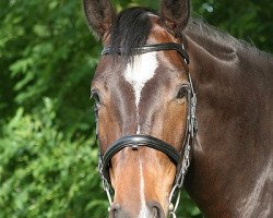 dressage horse Konstantin 28 (Trakehner, 2002, from Lehndorff's)