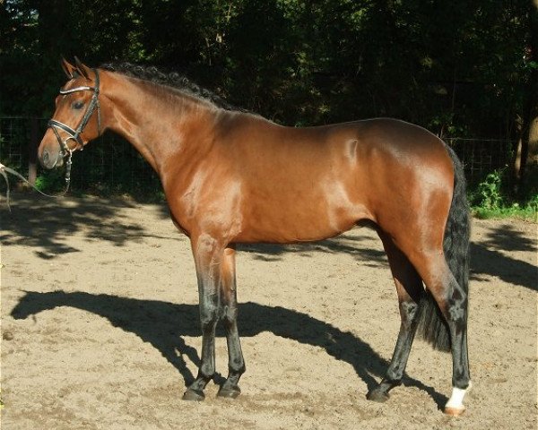 stallion PAV Nottingham Forrest (German Riding Pony, 2009, from Nemax)
