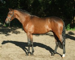 stallion PAV Nottingham Forrest (German Riding Pony, 2009, from Nemax)