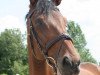 dressage horse Danny Boy 19 (Westphalian, 2000, from Danny Wilde)