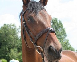 dressage horse Danny Boy 19 (Westphalian, 2000, from Danny Wilde)