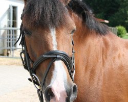 broodmare Niveau's Arielle (German Riding Pony, 2002, from Niveau)