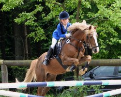 dressage horse Cavalino 12 (German Riding Pony, 2001, from Capri Moon)