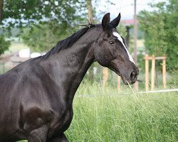 horse Salustro (Noble Warmblood, 1982, from Sextant Mo 1326)