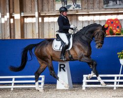 dressage horse Sir Magic (Deutsches Sportpferd, 2016, from Sir Heinrich OLD)