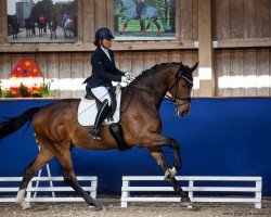 dressage horse Benny On The Beach (Oldenburg, 2017, from Bordeaux 28)