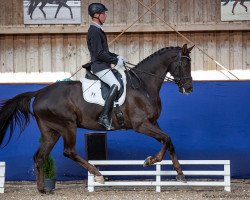 dressage horse Despacita 2 (Oldenburg, 2015, from Livaldon)