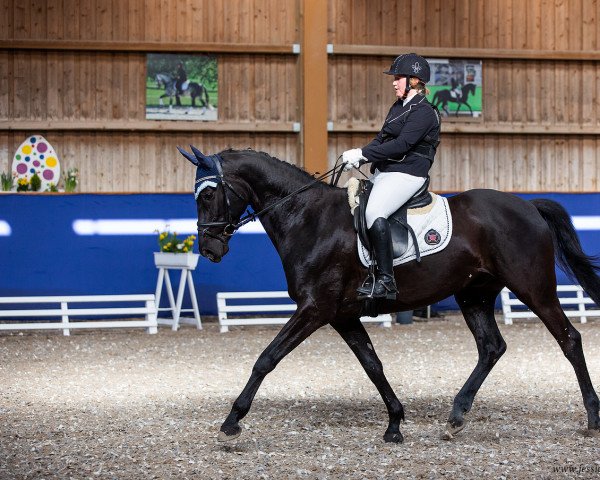 dressage horse Wal d' Or (Trakehner, 2015, from Phlox)