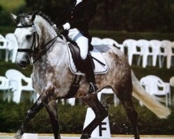 dressage horse Altanero en Vilo (Pura Raza Espanola (PRE), 2003, from Amoroso XI)