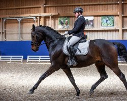 dressage horse Foxtrott 50 (Hanoverian, 2016, from For Romance I)