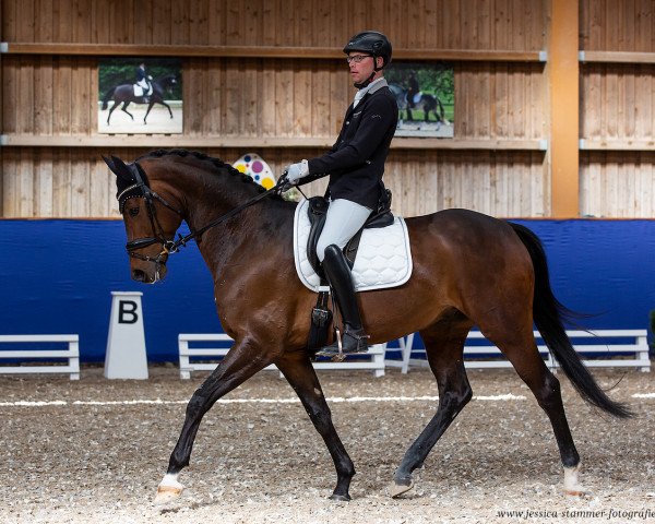 dressage horse Fortune Cookie 8 (Hanoverian, 2016, from Fürstenball)