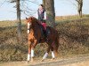 dressage horse Don Vito 10 (Oldenburg, 2004, from Donatelli I)