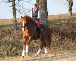 dressage horse Don Vito 10 (Oldenburg, 2004, from Donatelli I)