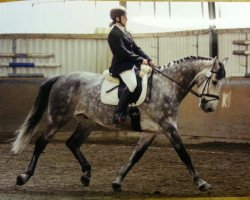 jumper Legolas 146 (German Sport Horse, 2004, from Landzauber)