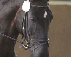 dressage horse Felicitas R (Westfale, 2007, from Fleurop)