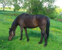 broodmare Nunja (German Riding Pony, 1990, from Nantano)