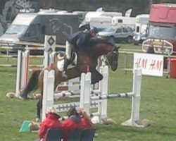 jumper Edradour (Swedish Warmblood, 2007, from VDL Empire)