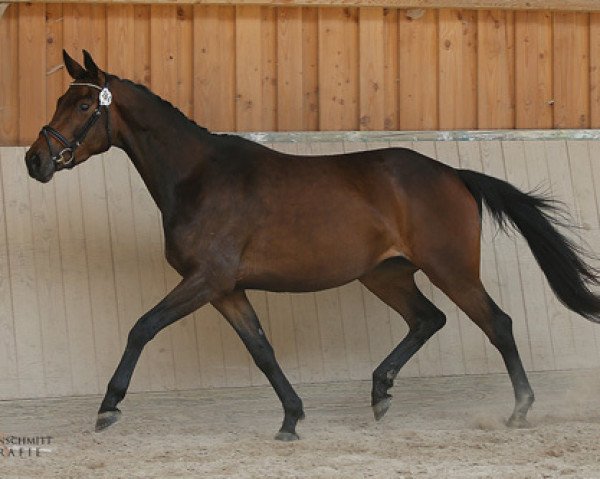 Zuchtstute Flora Bella (Trakehner, 2011, von Halimey Go)