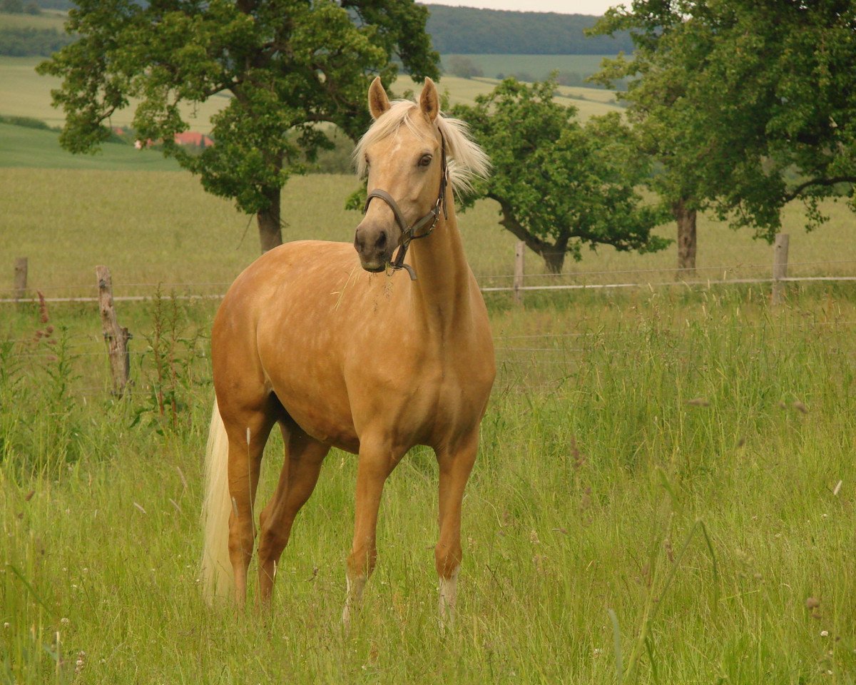 Zuchtstute Going West B (Deutsches Reitpony, 2003, von Golden Dancer)