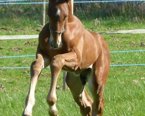 Springpferd Superstition (Schwedisches Warmblut, 2012, von Stalypso)