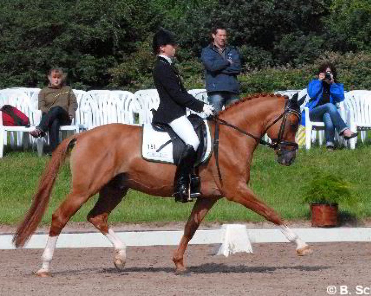 stallion Dornik-Double (German Riding Pony, 1997, from Dornik B)