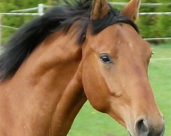 Springpferd Springbank (Schwedisches Warmblut, 2011, von Satisfaction FRH)