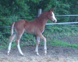 Springpferd Diamond Dash OL (Deutsches Reitpony, 2013, von Top Dubidu)